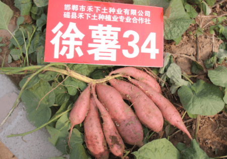 徐薯34單株