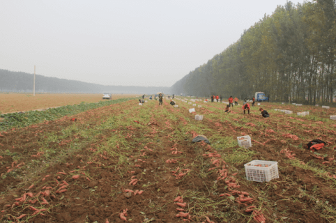 禾下土徐薯34收獲