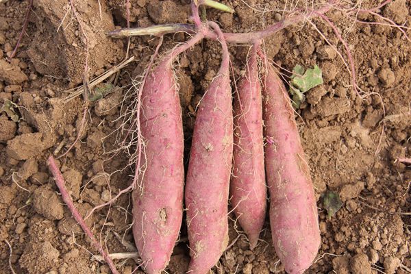 紫菁2號單株表現