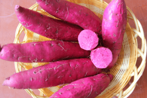 脫毒甘薯紫菁2號