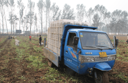 脫毒甘薯紫菁2號原種運輸