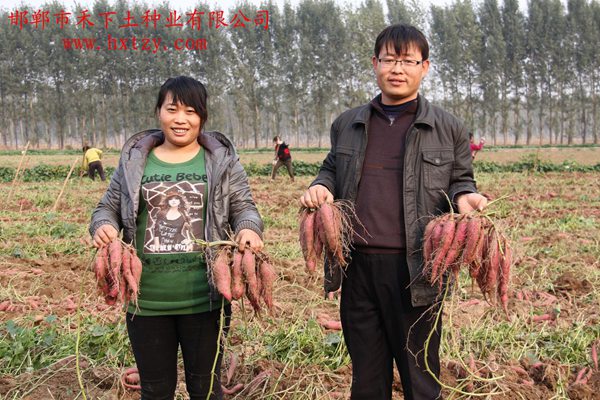 禾下土脫毒商薯19原種單株表現