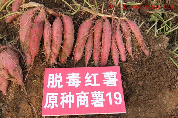 脫毒商薯19原種單株表現