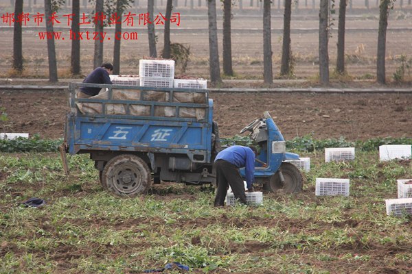 禾下土脫毒商薯19原種裝車(chē)入庫