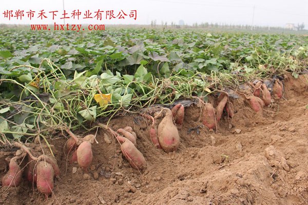 商薯19 商品薯表現