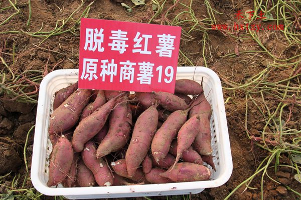 禾下土脫毒商薯19原種裝箱