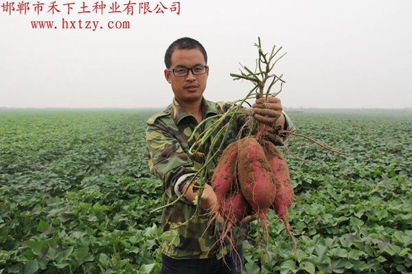 商薯19商品薯表現