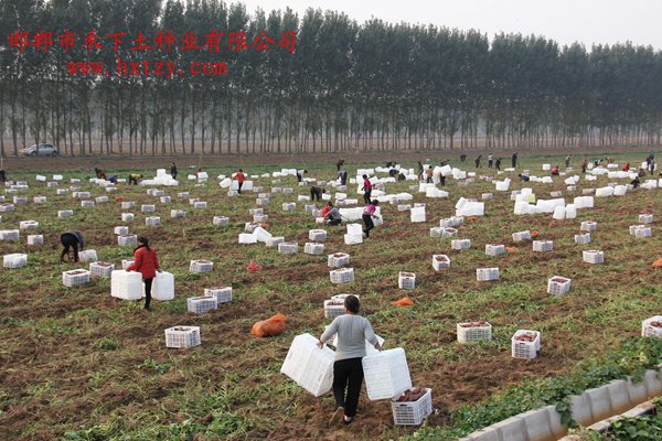 禾下土脫毒商薯19原種收獲裝箱