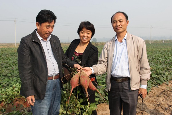 國家甘薯體系專(zhuān)家李洪民研究員考察禾下土種薯及商品薯基地