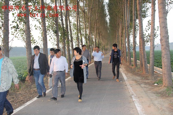 國家甘薯體系李洪民專(zhuān)家考察禾下土脫毒紅薯種薯種苗基地